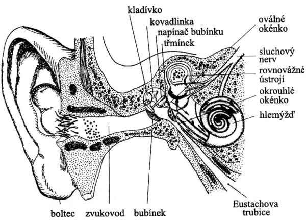 lidské ucho